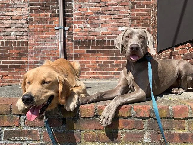 Cotton and Bauer our on their daily training excursion. It’s so important that you put The basic commands out in the real world around distractions