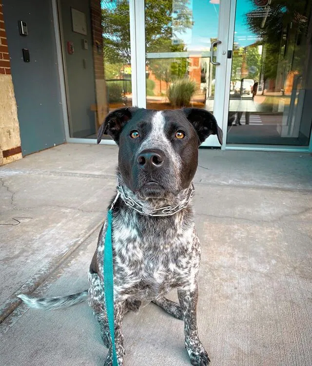 Gunnar just joined our board and train program for his reactivity/aggression to humans. It started out with strangers, but he is now also going after people he knows. We will be teaching Gunnar better ways to cope with his stress and how to live a mu