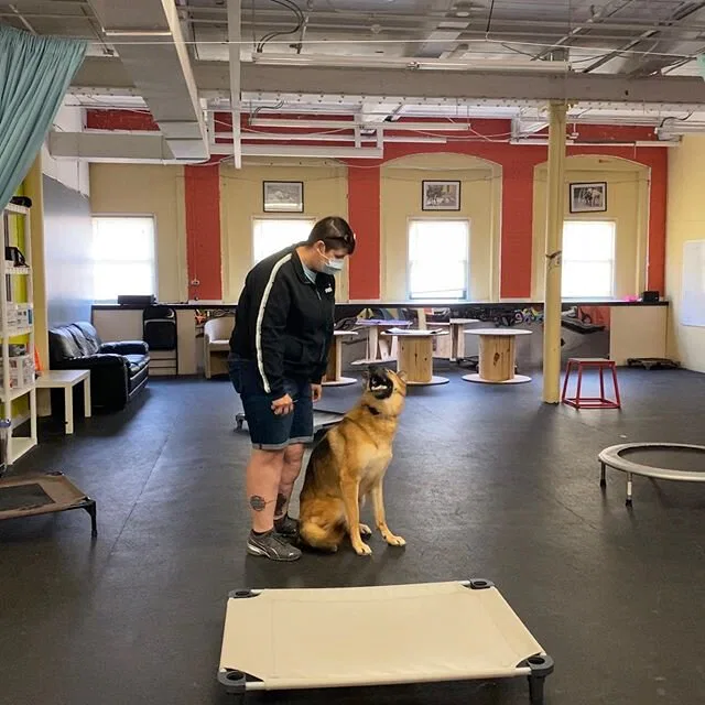 Griffon went home today and we are so proud of this girl. She’s come such a long way and her family will now be able to enjoy their dog instead of living in fear of her actions. Stay tuned for the video to come