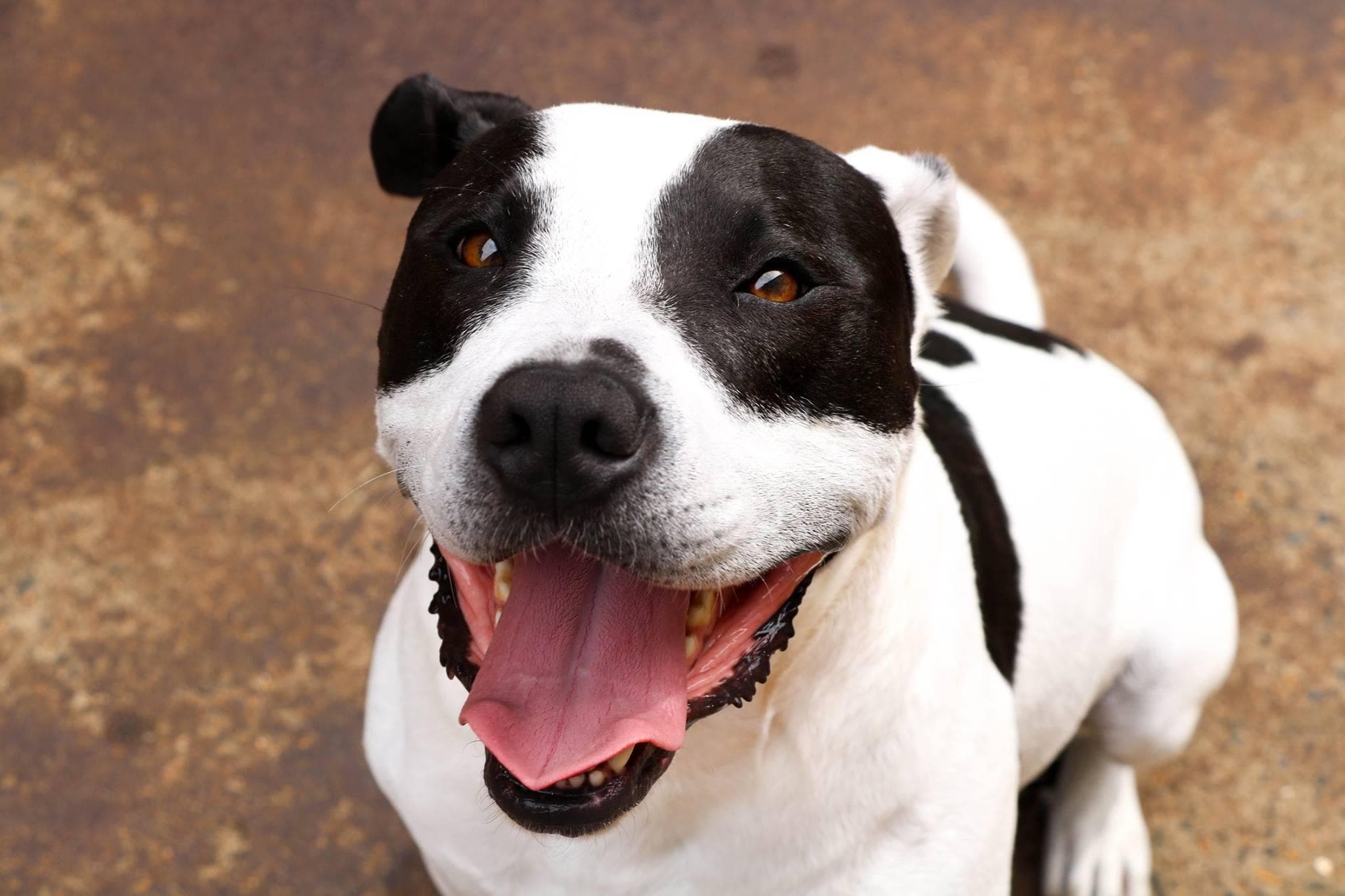 A black and white dog in the midst of dog training, with an open mouth and a pink tongue visible, appearing to look upwards at the camera.