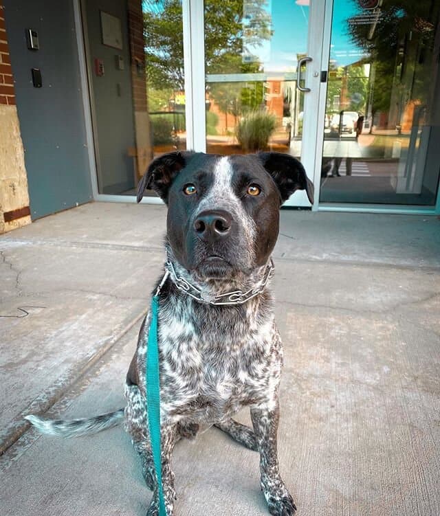 Gunnar just joined our board and train program for his reactivity/aggression to humans. It started out with strangers, but he is now also going after people he knows. We will be teaching Gunnar better ways to cope with his stress and how to live a mu