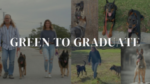 Two people walking dogs on leashes on the left. Various images of dogs playing and lying down on the right. Text overlay reads "Green to Graduate - Comprehensive Off-Leash Dog Training Course" across the middle.