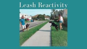 The Leash Reactivity Course