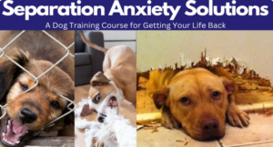 Three dogs are shown: one biting a fence, another playing aggressively, and a third lying beneath damaged wood. Text reads, "Separation Anxiety Solutions - Complete Course: A Dog Training Course for Getting Your Life Back.