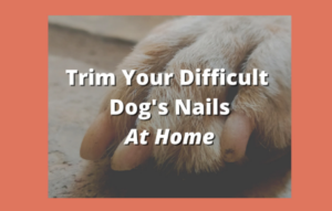 Close-up of a dog's paw with overgrown nails against a warm background. The text overlaid reads, "How to Trim Your Difficult Dog's Nails At Home.