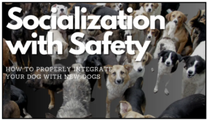 A large group of dogs of various breeds and sizes with the text "Dog Training - Socialization with Safety: How to properly integrate your dog with new dogs" displayed over them.