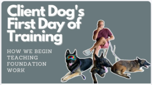 A man sits in a chair with three dogs in various positions. Text reads: "Board and Train Dog's First Day of Training - Live Workshop - How We Begin Teaching Foundation Work.