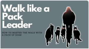 Silhouette of a person walking five dogs with the text: "How to Walk a Pack of Dogs - Master the Art of Leading Your Canine Crew.