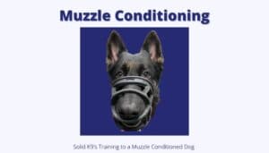 Image of a dog wearing a muzzle with the caption "Muzzle Conditioning" in large text at the top. Below the image, it says, "Mastering Muzzle Conditioning for Your Pet’s Safety with Solid K9's Training Program: Muzzle Conditioning.