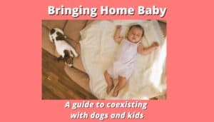 A baby sleeping on a blanket next to a dog on a couch with the text: "Bringing Home Baby - A Guide to Babyproofing Your Dog and Coexisting with Kids.