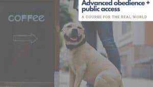 A dog sits obediently beside a sign with the text "COFFEE" and an arrow, showcasing details about the "Advanced Obedience and Public Access" course.