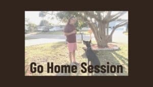 A man stands with a client dog in a grassy area next to a tree. Text overlay reads "Go Home Session with Client Dog.