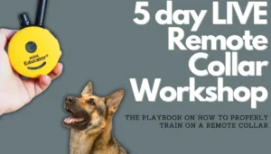 Promotional material for a 5-day remote collar dog training workshop featuring a dog and a handheld remote control device along with engaging testimonials from satisfied customers.