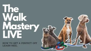 Three dogs of different breeds sit on the ground with leashes on. Text on the left reads "The Walk Mastery LIVE" and below it "Mastering the Walk With Your Dog MASTERCLASS.