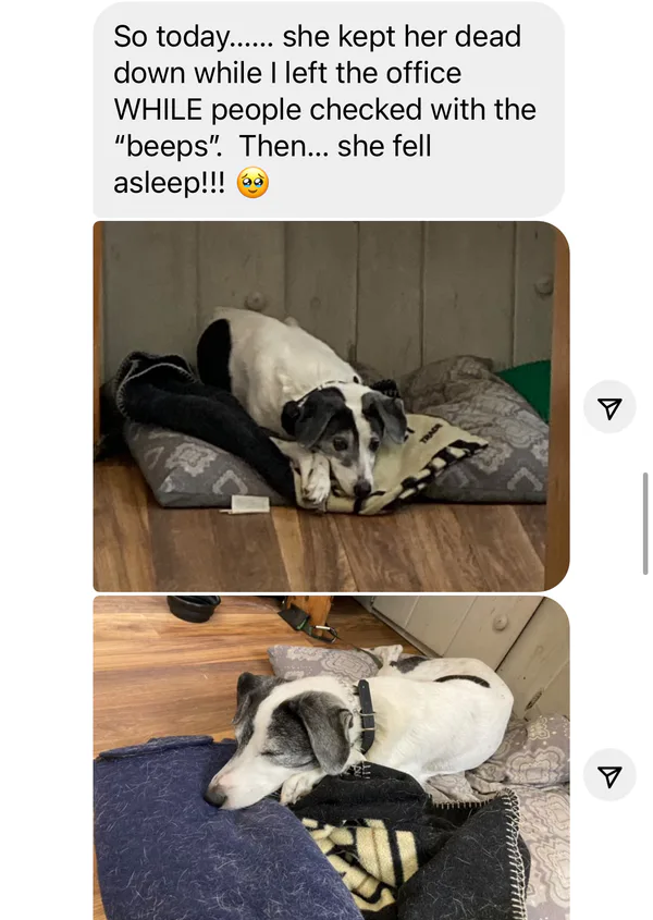 Two images of a black-and-white dog lying on a blanket indoors. The text above mentions the dog was quiet during an office visit, then fell asleep afterward.