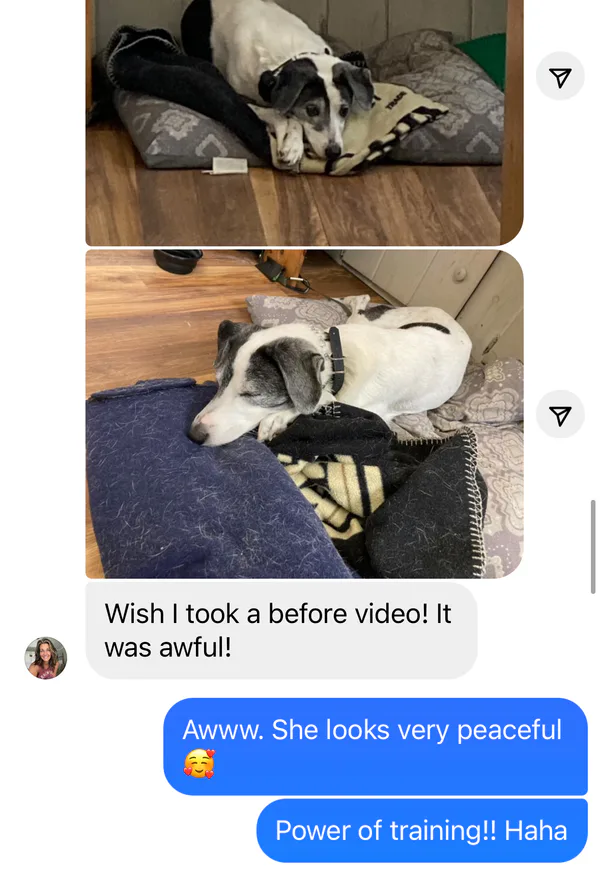 Two photos of a dog lying on a blanket. The first photo shows the dog resting, the second shows the dog sleeping. Texts below read, "Wish I took a before video! It was awful!" and "Awww. She looks very peaceful 🥰 Power of training!! Haha.